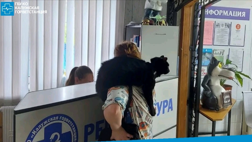 ✅Мы часто напоминаем владельцам о технике безопасности: на вакцинацию кошек лучше прино...