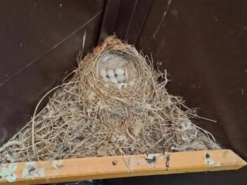 🐣 Птицы свили гнёзда в туристических туалетах на Ольхоне. 

Ласточки и трясогузки облюбовали санита