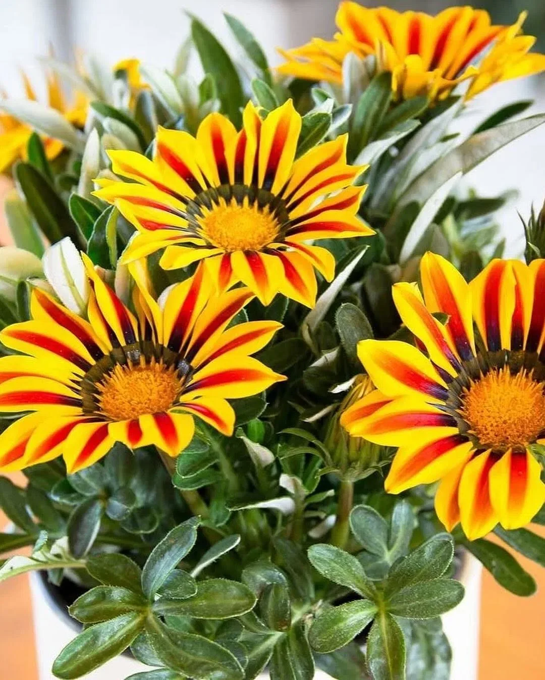 Если вы ищете альтернативу для петунии.

1️⃣ Портулак (Portulaca)
2️⃣ Вербена(Verbena)
3️⃣ Газания (