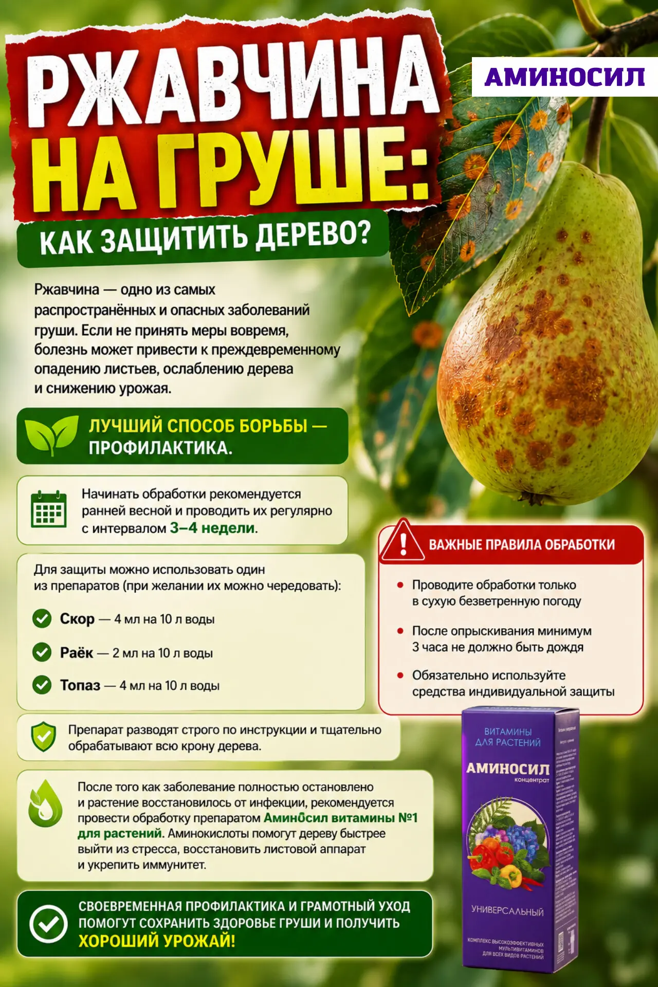 🍐 Ржавчина на груше: как защитить дерево?
Смотри на фото ⬆️

🛒Аминосил витамины № 1для растений ун