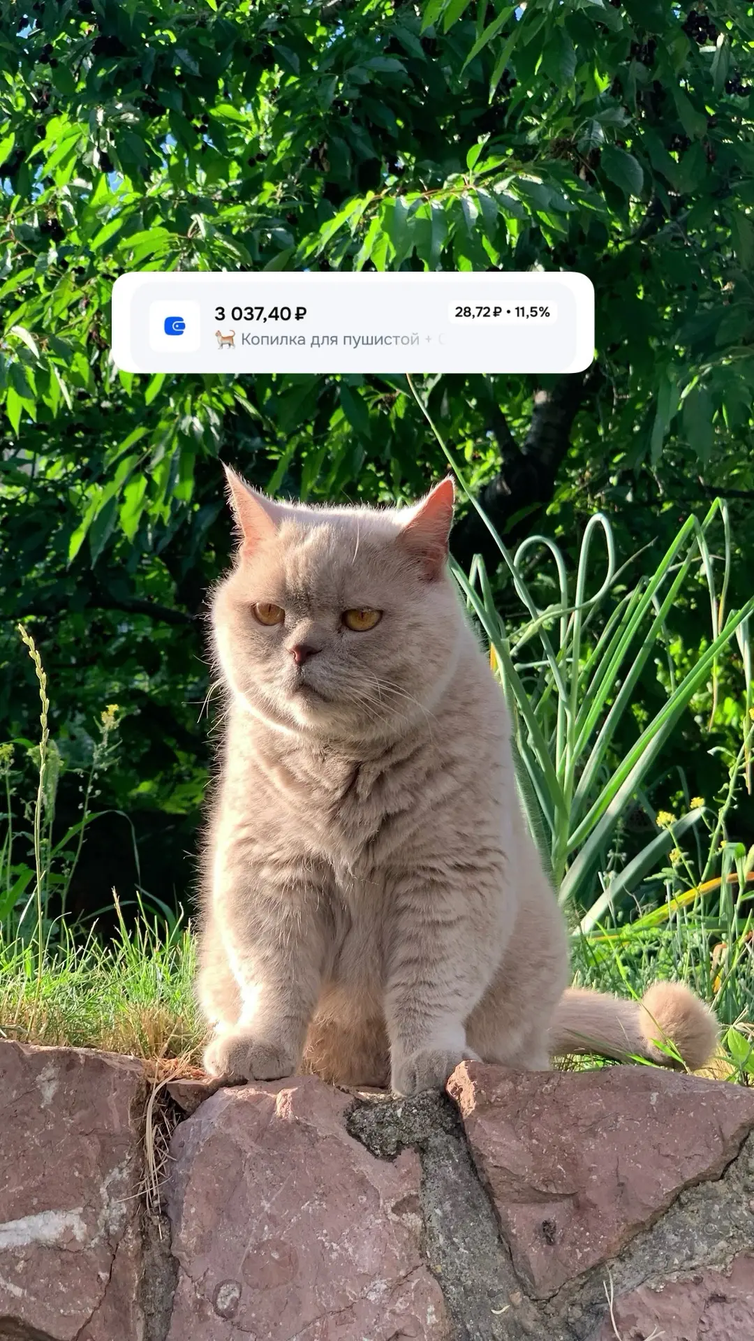 🐈 Вот и пригодилась копилка для пушистой