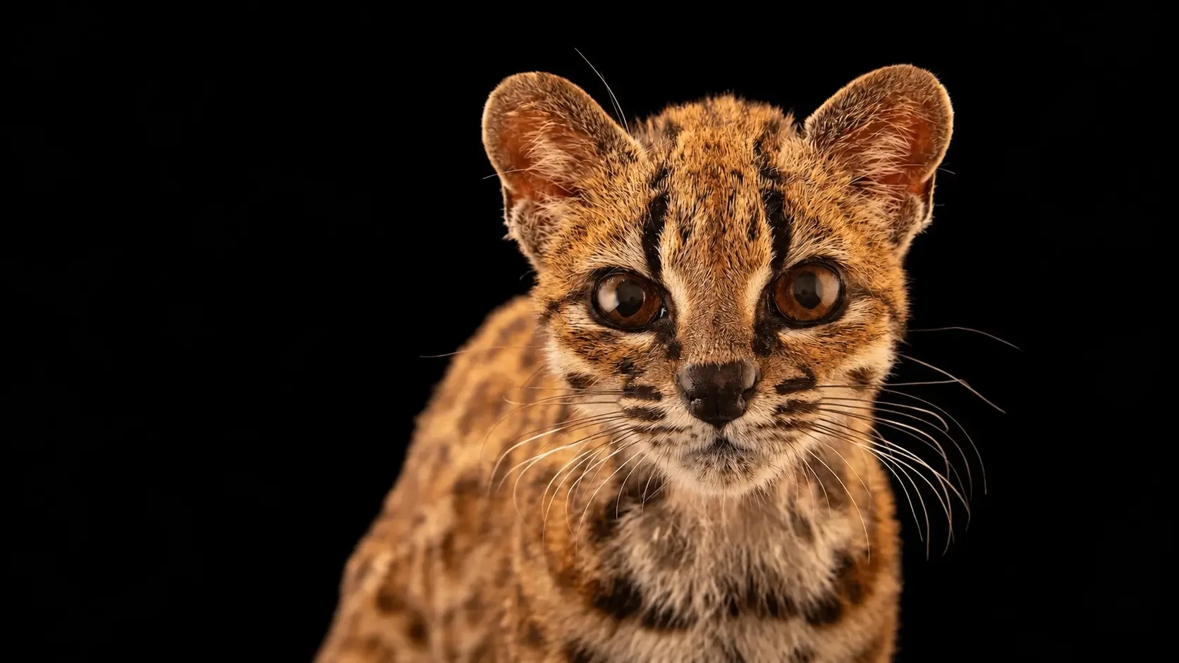 🐆 Впервые за 100 лет! Учёные открыли новый вид кошек