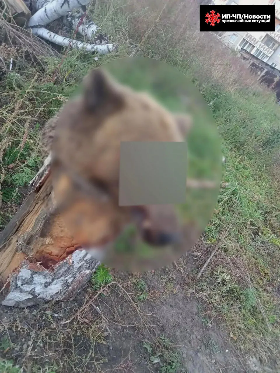 В Ангарске кто-то подбросил голову медведя во двор жилого дома.