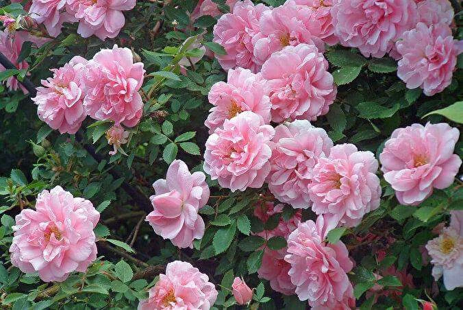 🌹 Роза Джон Дэвис