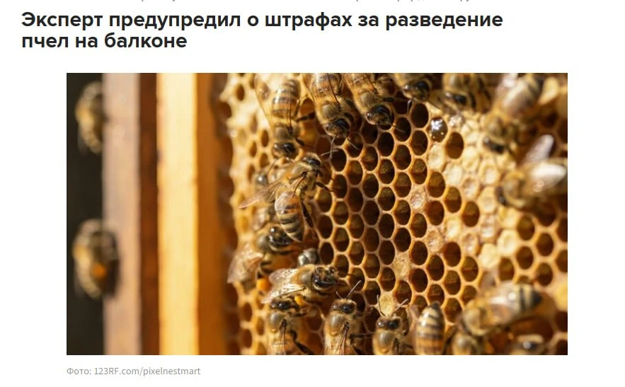 🐝 Юристы наконец отвечают на важные вопросы