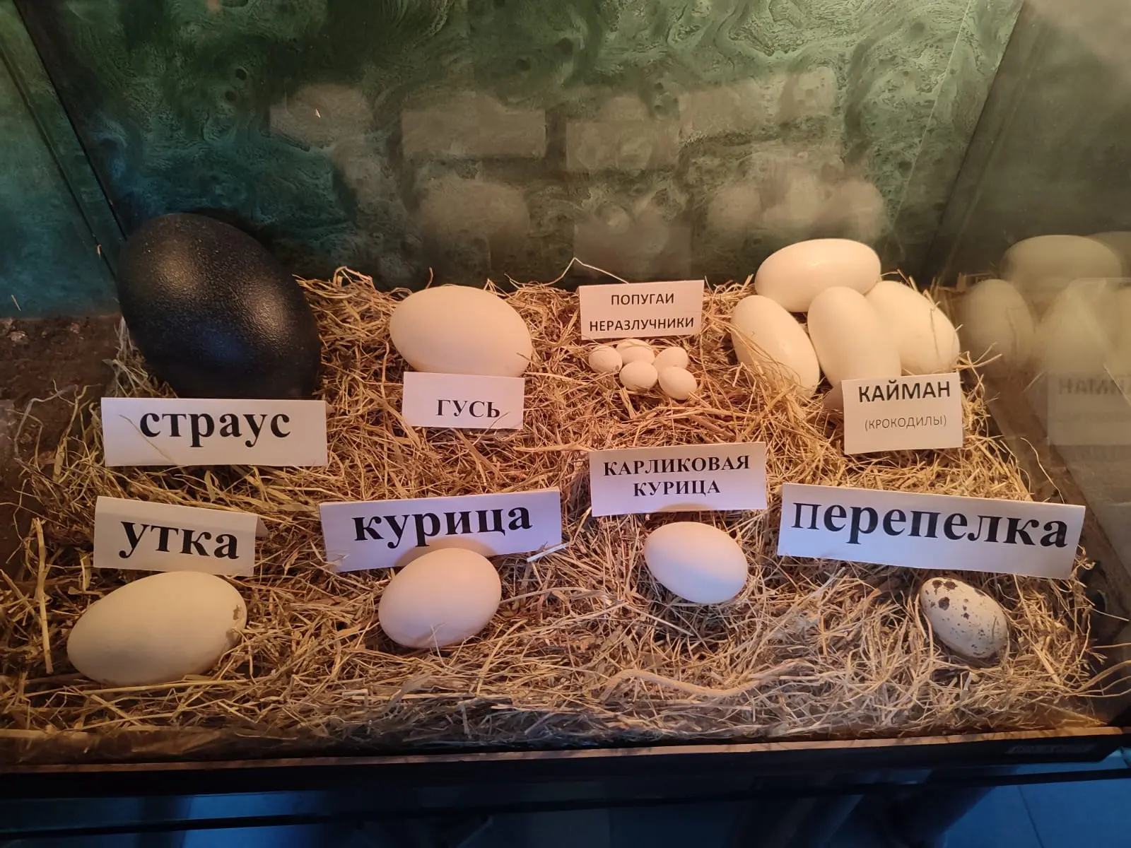 Пополнения попугаями и крокодилами 😁🐳😍