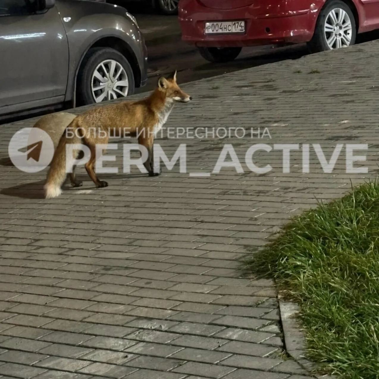 🦊 Лисичка заглянула в ЖК «Медовый» в Кондратово и устроила небольшую прогулку прямо ср...