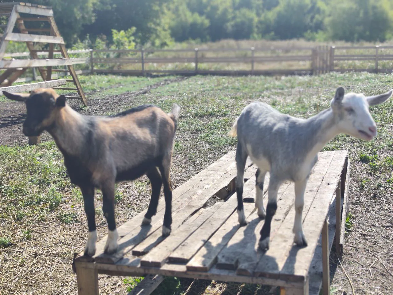 🐄 Ветеринарные службы запрещают водить экскурсии на фермы. Что делать?