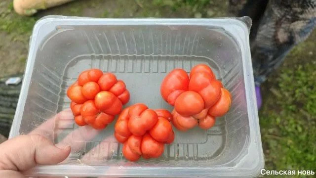 🥒 В Зауралье вырастили кабачок весом больше 30 кг