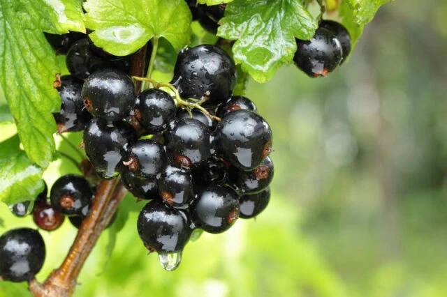 🫐 14 июля — День смородины! 🍇

Сегодня особенный день для всех, кто любит эти маленькие, но такие 