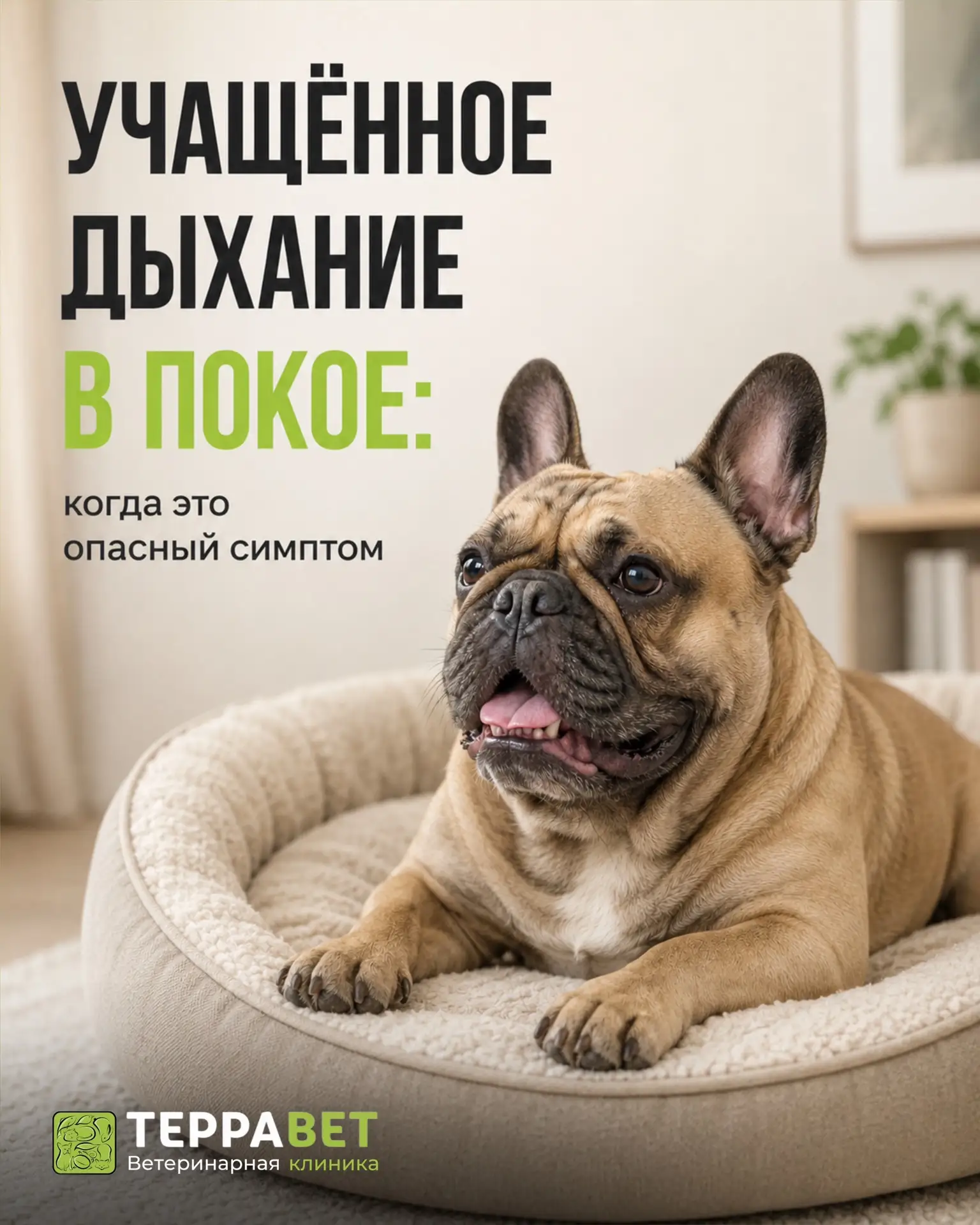 Частота дыхания — важный показатель состояния питомца
