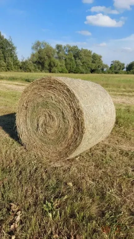 Продам сено .