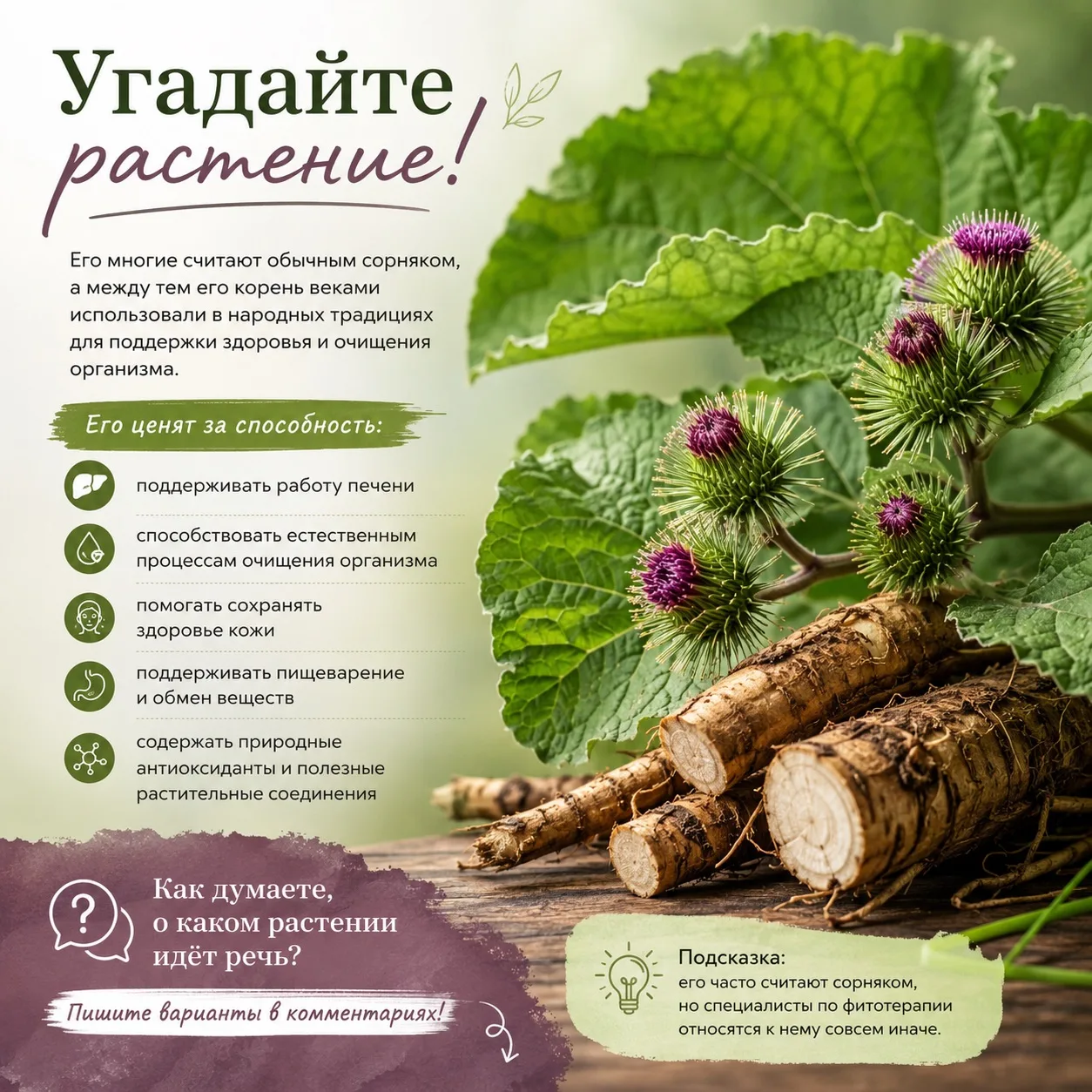 🌿 Угадайте растение по описанию! 🌿

Это растение многие считают обычным сорняком и стараются обойт
