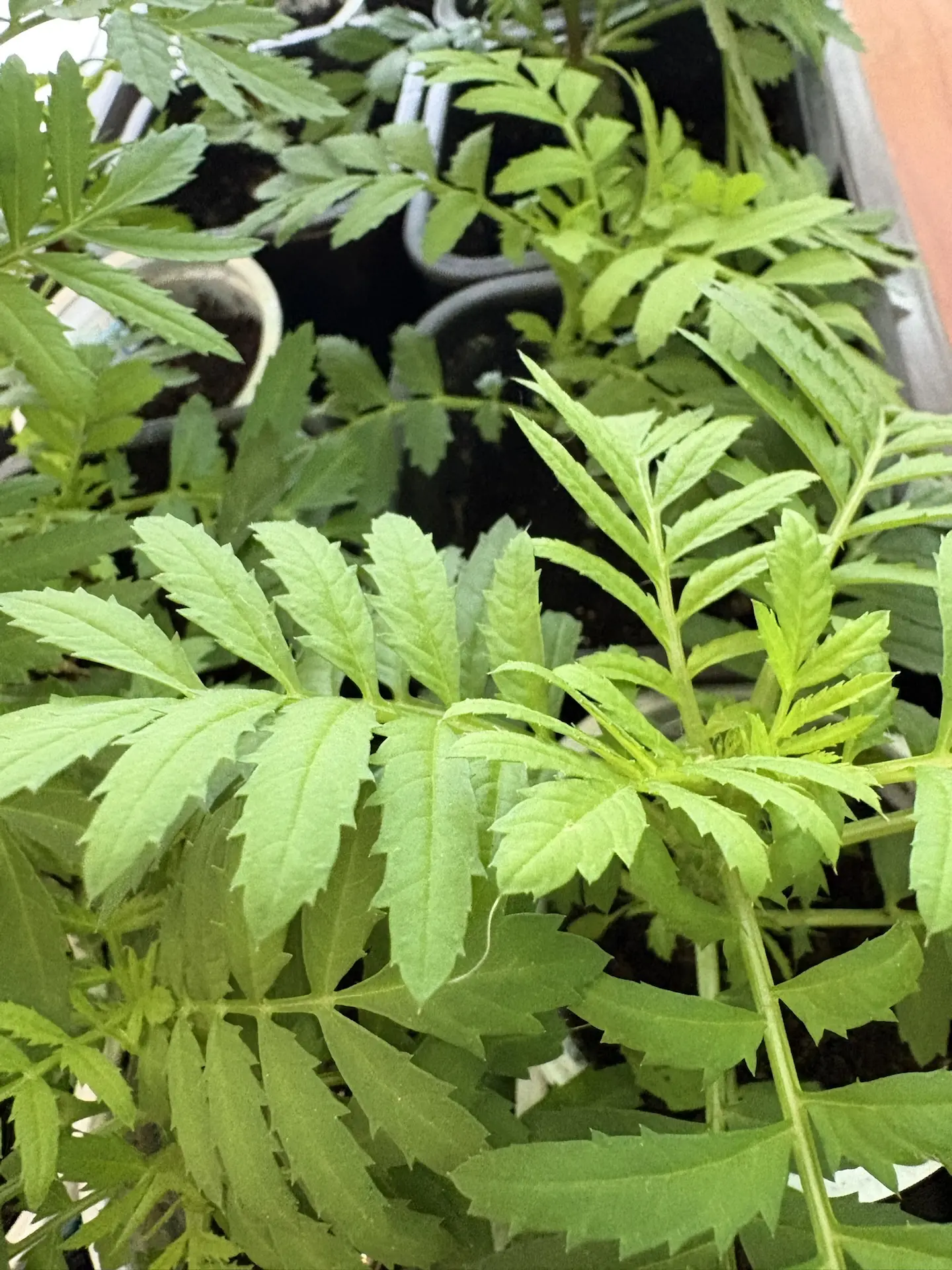 А кто сказал , что изучать растения скучно ? 🌱 🥱