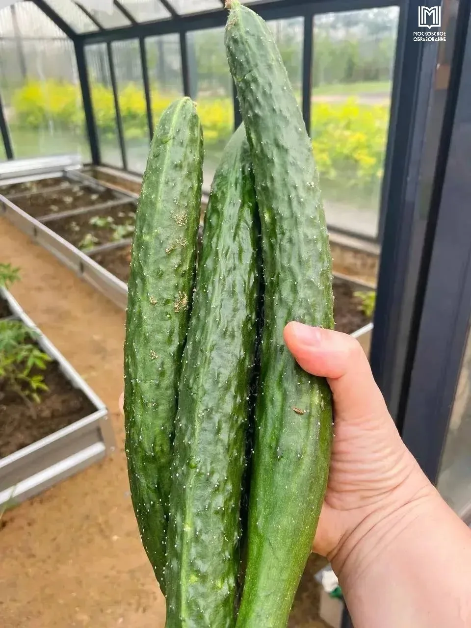 🥒 Кубанские? Нет же! Наши — московские, выращенные школьниками своими руками!

С мая ученики естест