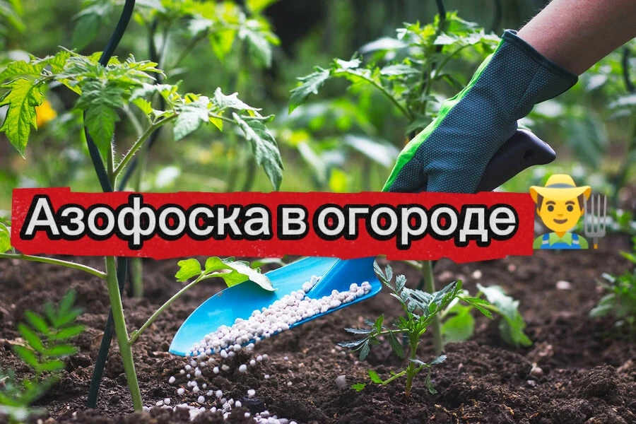 🧪 АЗОФОСКА: ТЫ СЫПЛЕШЬ ЕЁ ВЕЗДЕ. И НЕ ЗНАЕШЬ, ЧТО ОНА СОЖЖЁТ ТО, ЧТО ТЫ ЛЮБИШЬ