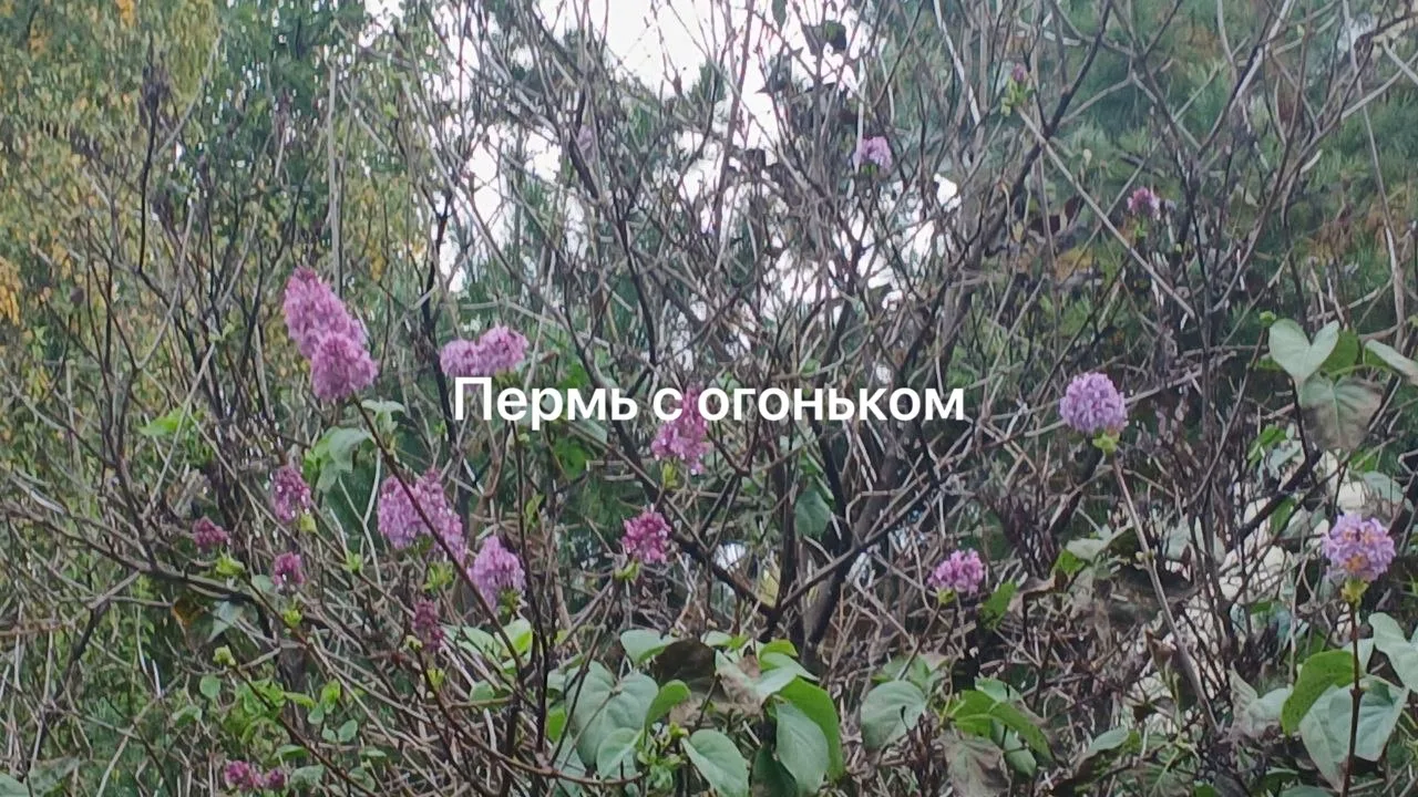 Осень в Протасах. Снова цветет сирень