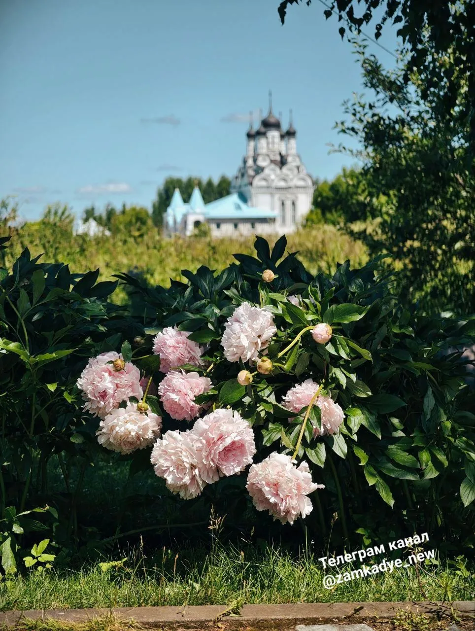 Отцветающие пионы в селе Тайнинское у храма и у памятника Николаю II🌸