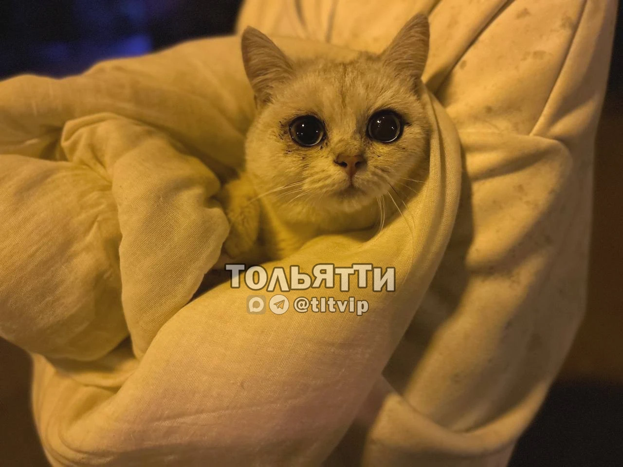 Нашли кошку по адресу Гая 1, 12 квартал, храмала, отвезли в ветеринарную клинику, сдела...