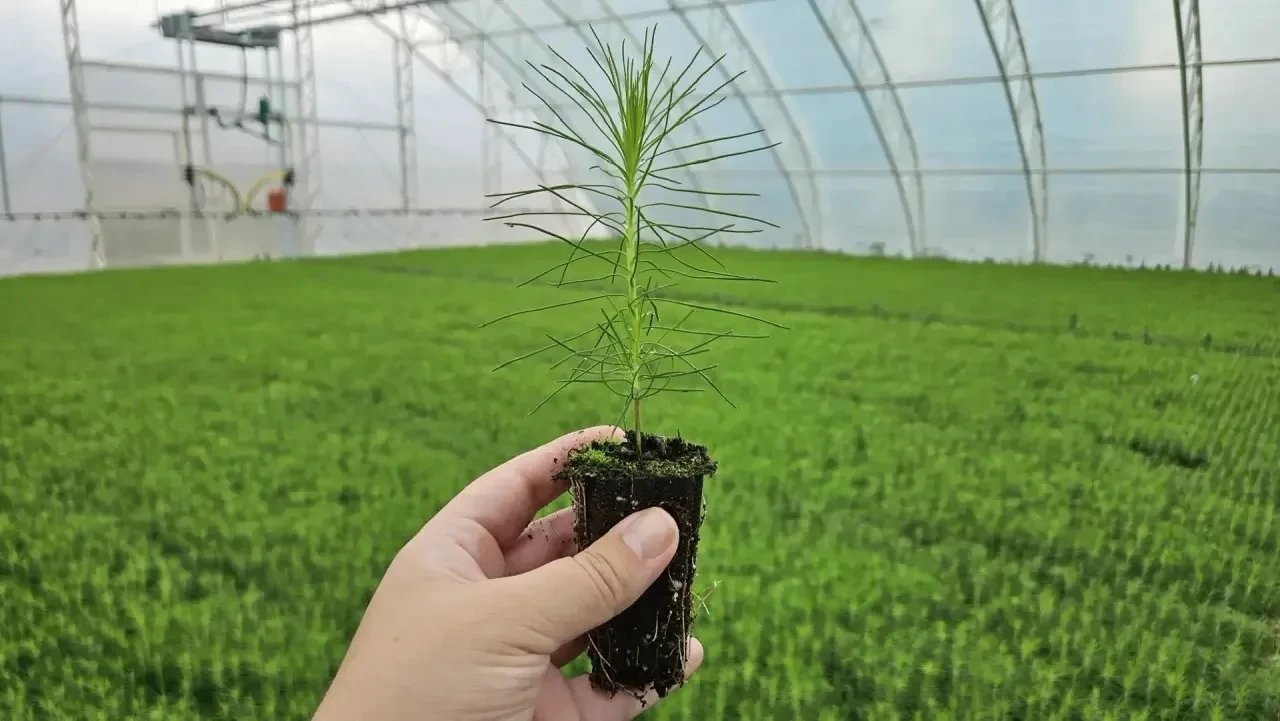 🌲 Более 15 млрд рублей направят на развитие лесного хозяйства в Красноярском крае в 20...