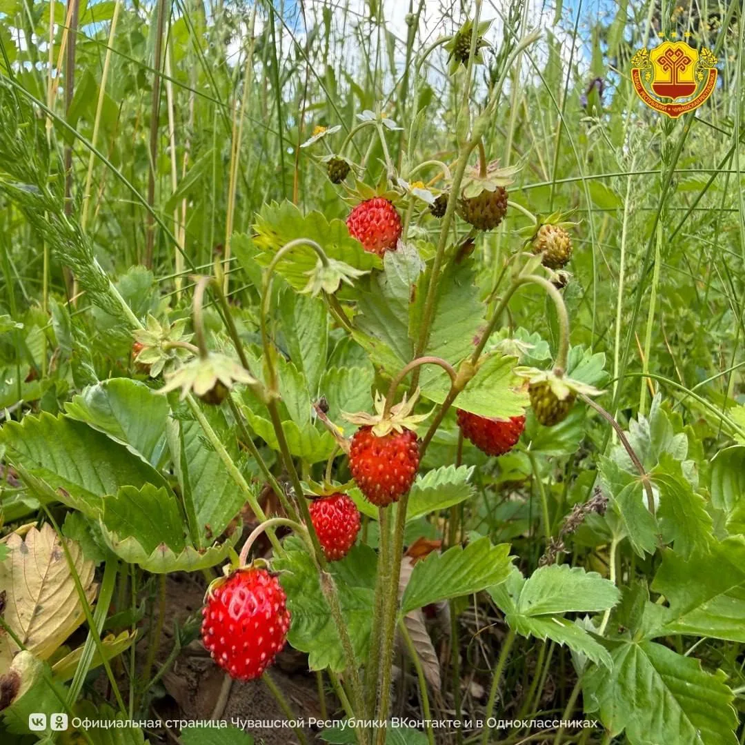🍓 Жители Чувашии отправились за земляникой в леса

В республике начался сезон земляники. Жители Чув