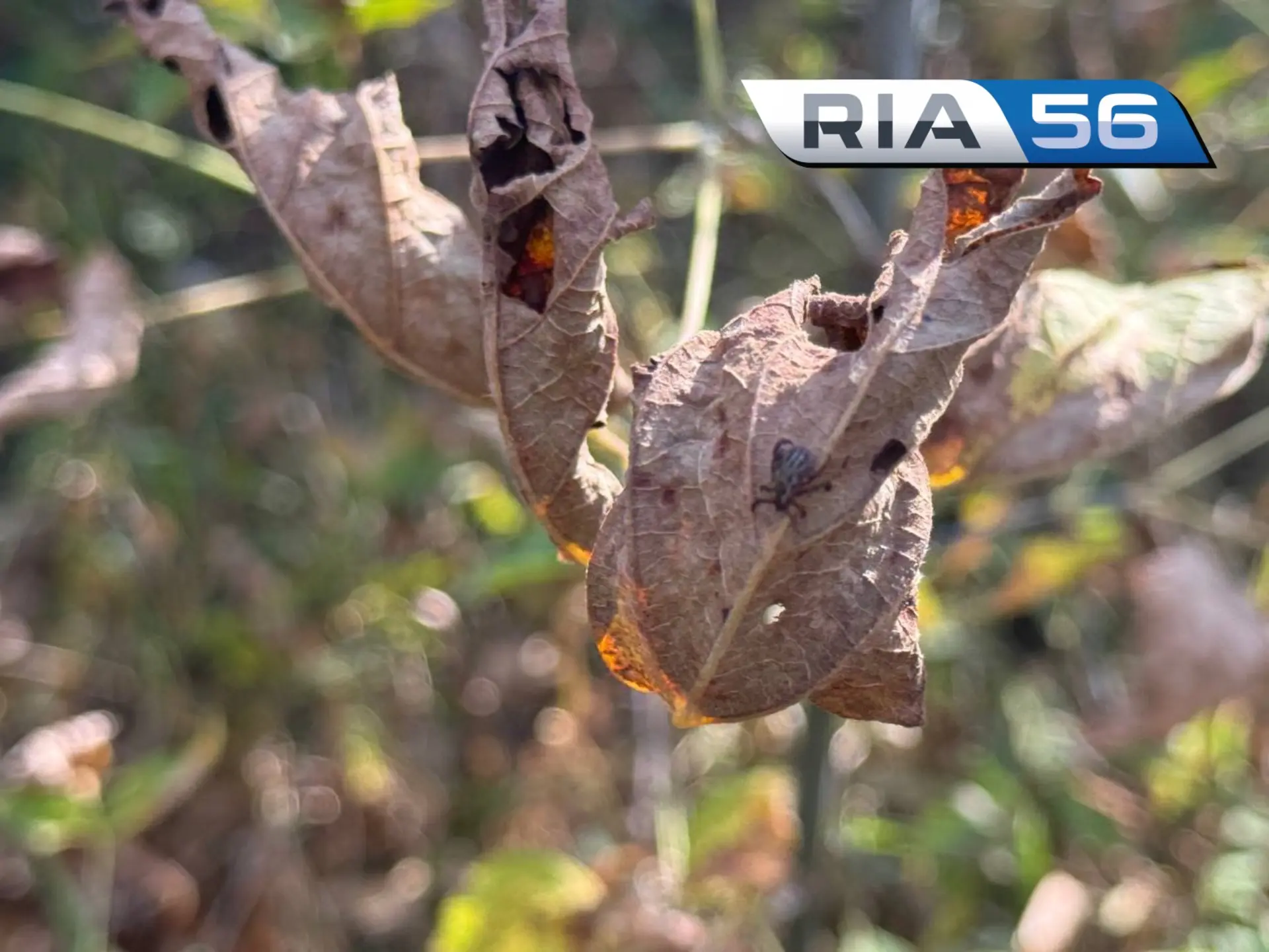 🕷 Осень осенью, а клещи не спят: в Оренбуржье уже более 2,5 тысячи пострадавших