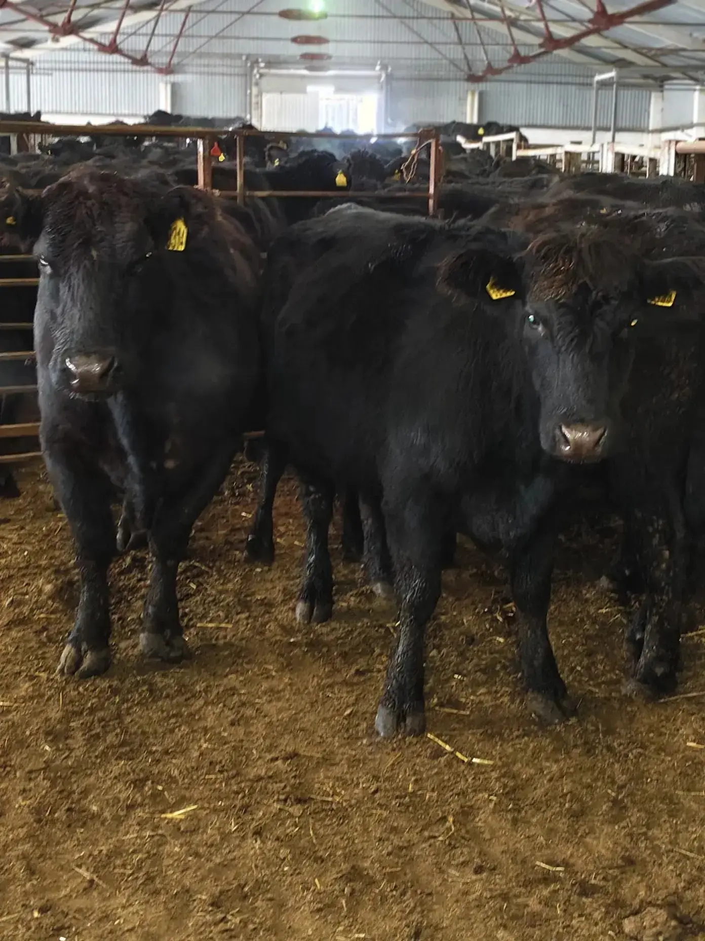 🐃Наши угличские ветеринарные специалисты провели карантинные мероприятия (клинический ...