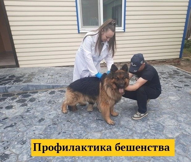 Бешенство – вирусная болезнь, поражающая нервную систему человека и животных. Без профи...
