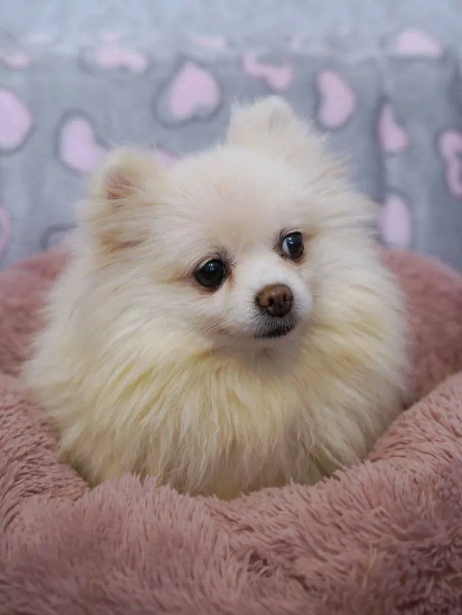 Ищет дом Жаклин из Домика Мелкашей Балашиха- активная красотка в поисках тебя ❤️  Москва и МО  Приве
