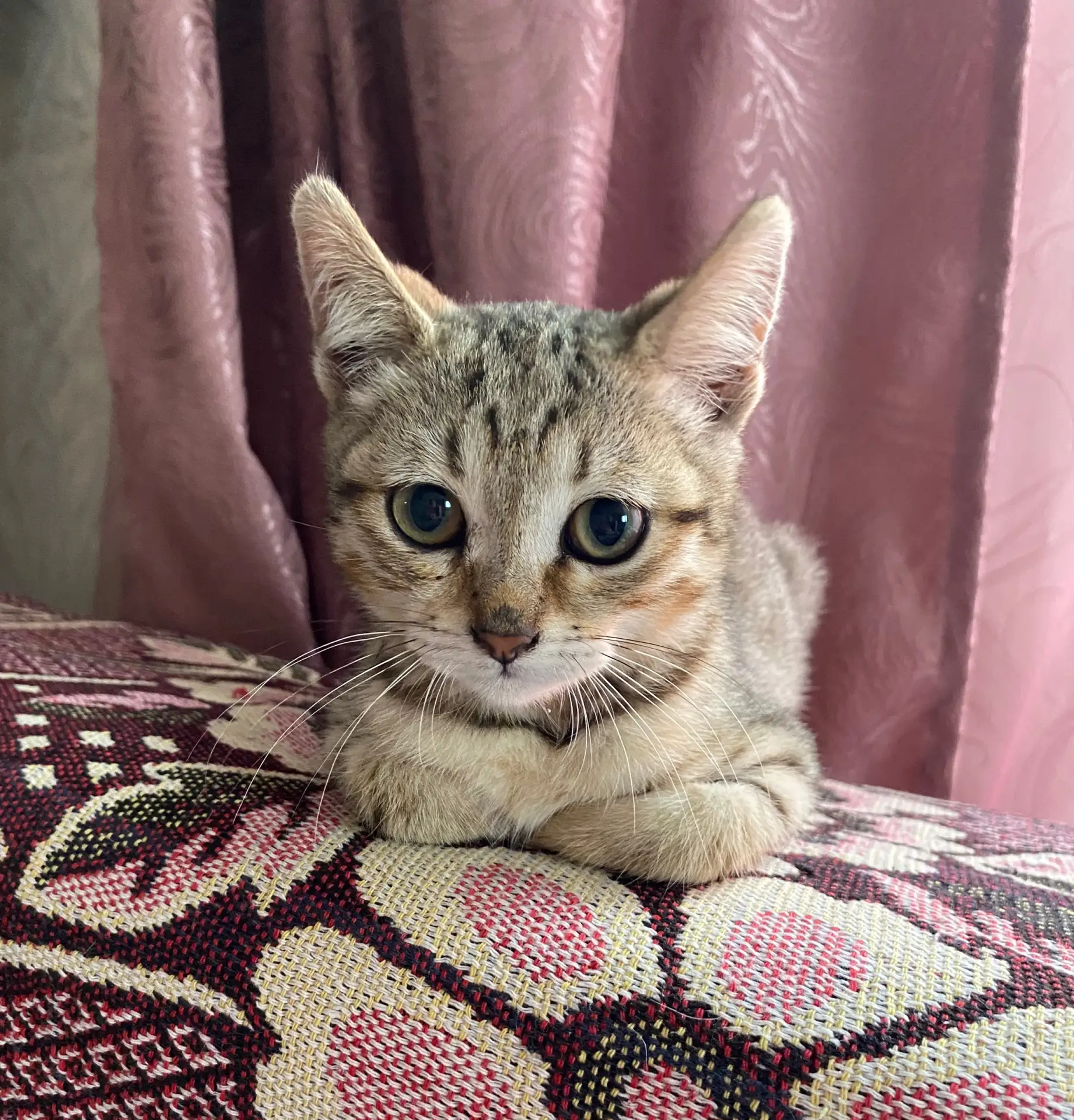 Отдадим котенка в хорошие руки,мальчика,ласковый