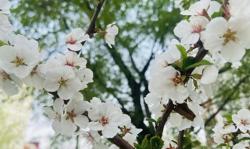 ⛅ Прогноз погоды в Амурской области на 19 мая  В Благовещенске переменная облачность, без осадков. В