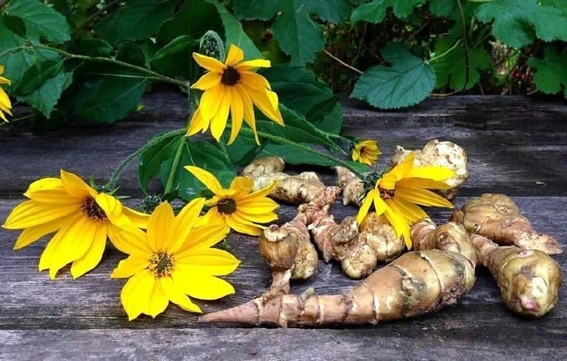 Топинамбур🌼