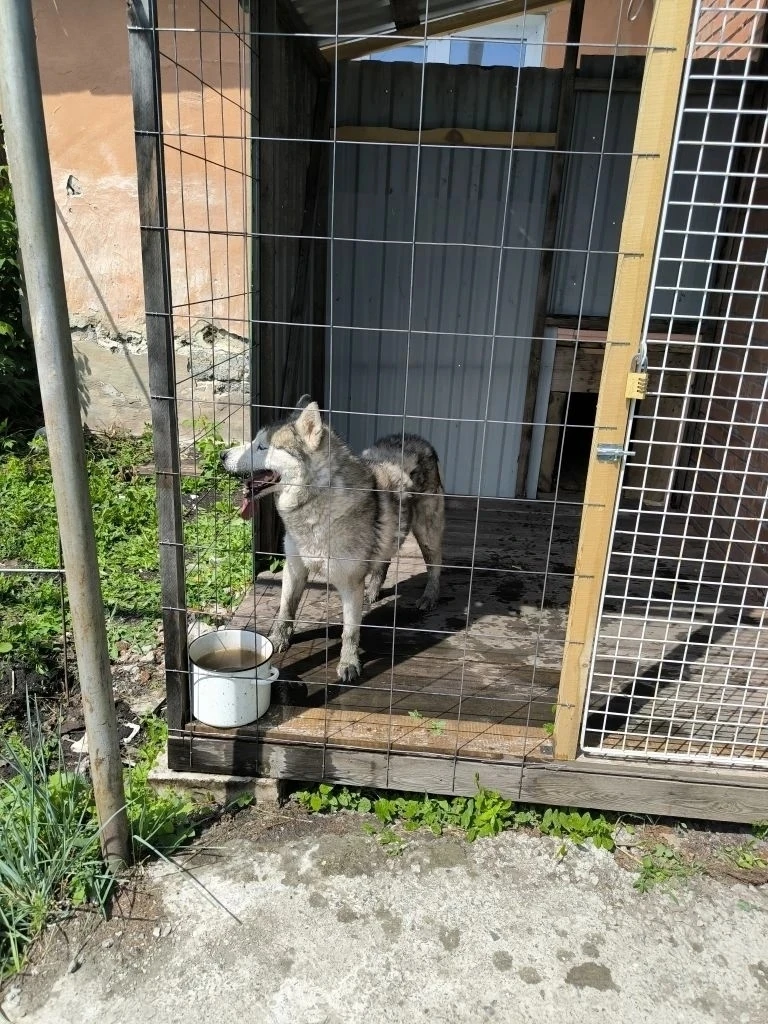 Потерялась хаска, кличка "Кекс"
89089345147, 89080521279

Источник: Открыть