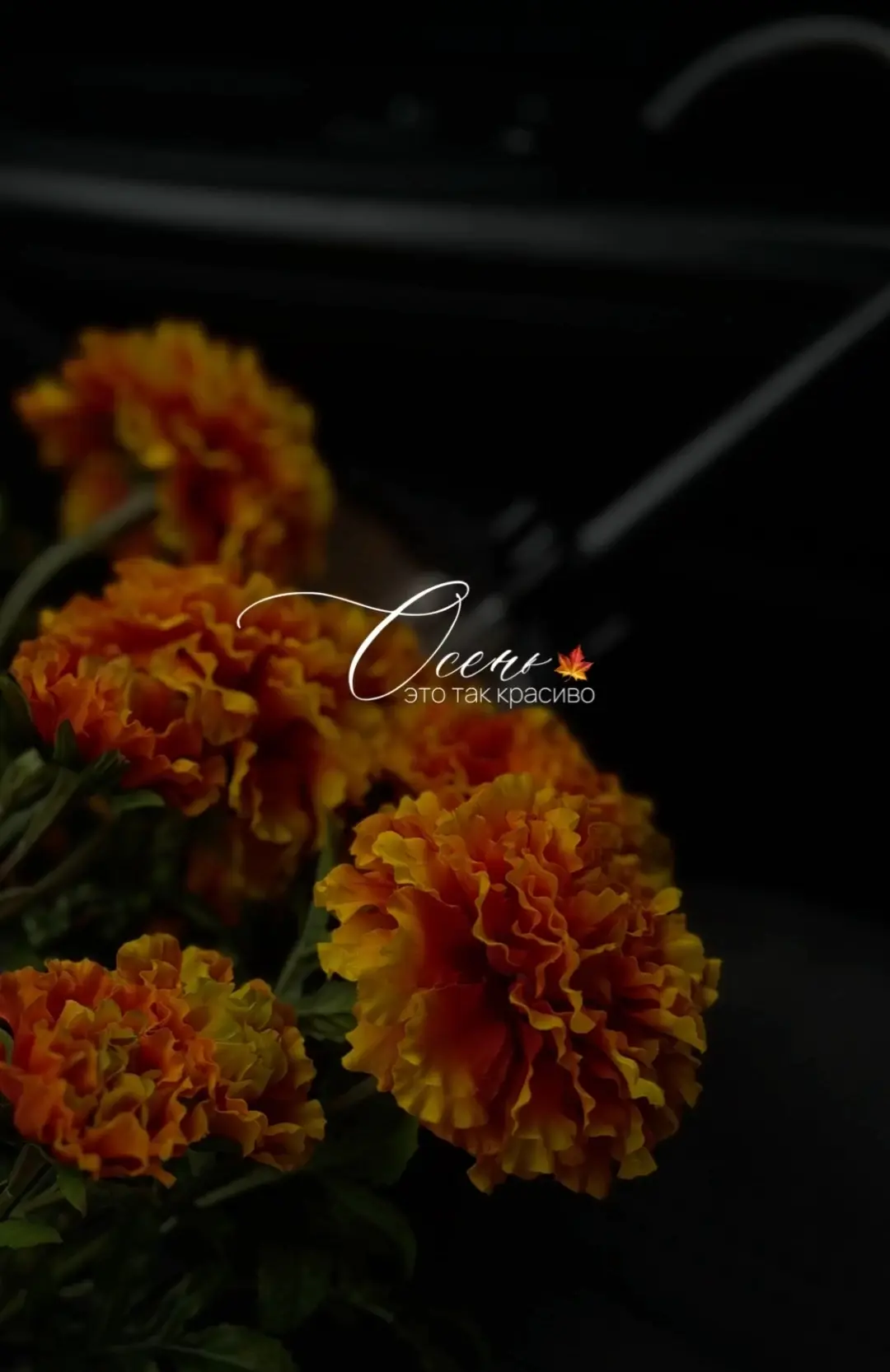 Желаю всем красивого, осеннего вечера 🧡