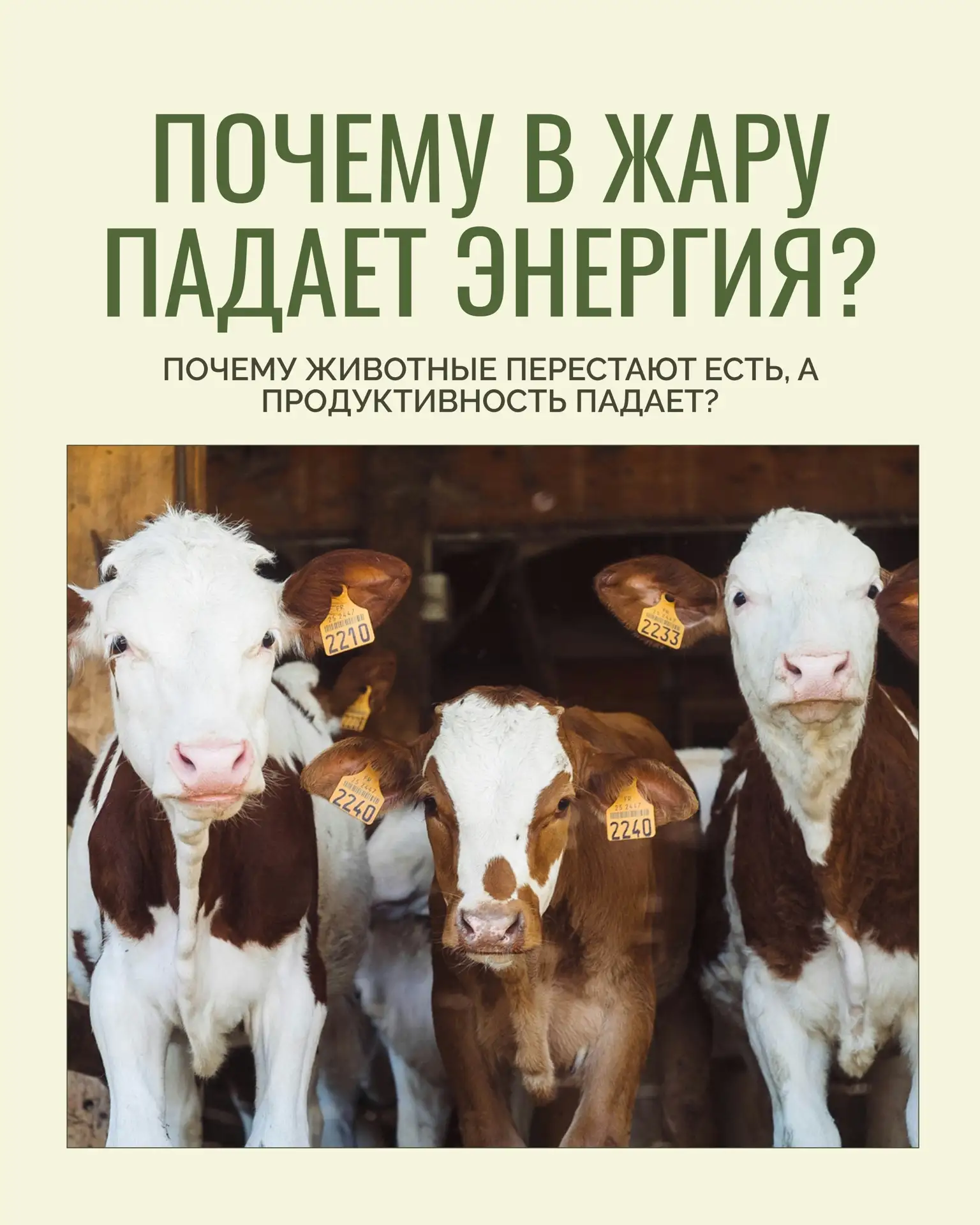 🐄 Почему когда наступает жара, продуктивность животных падает?