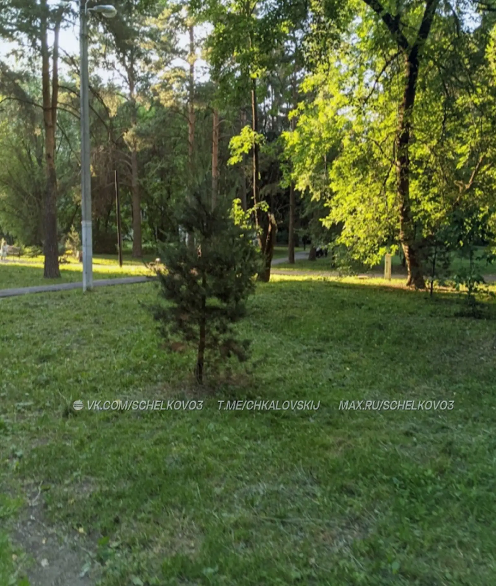 🌿🦟 В Шервудском лесу двойная польза: и траву скосили, и клещей… не прогнали 💼✨