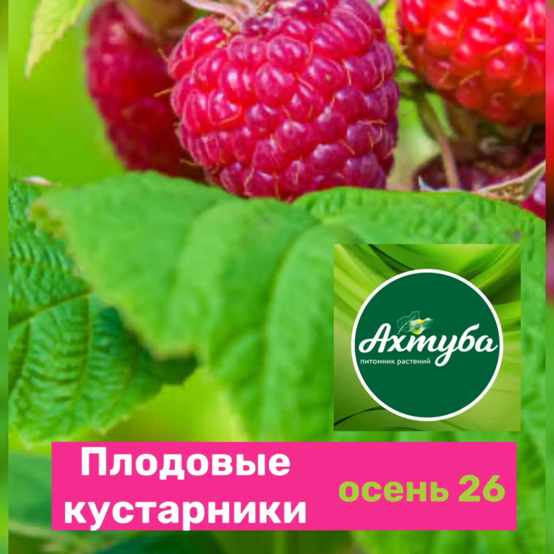 🌿 ЯГОДНЫЕ КУСТАРНИКИ В НАШЕМ САДОВОМ ЦЕНТРЕ 🌿
