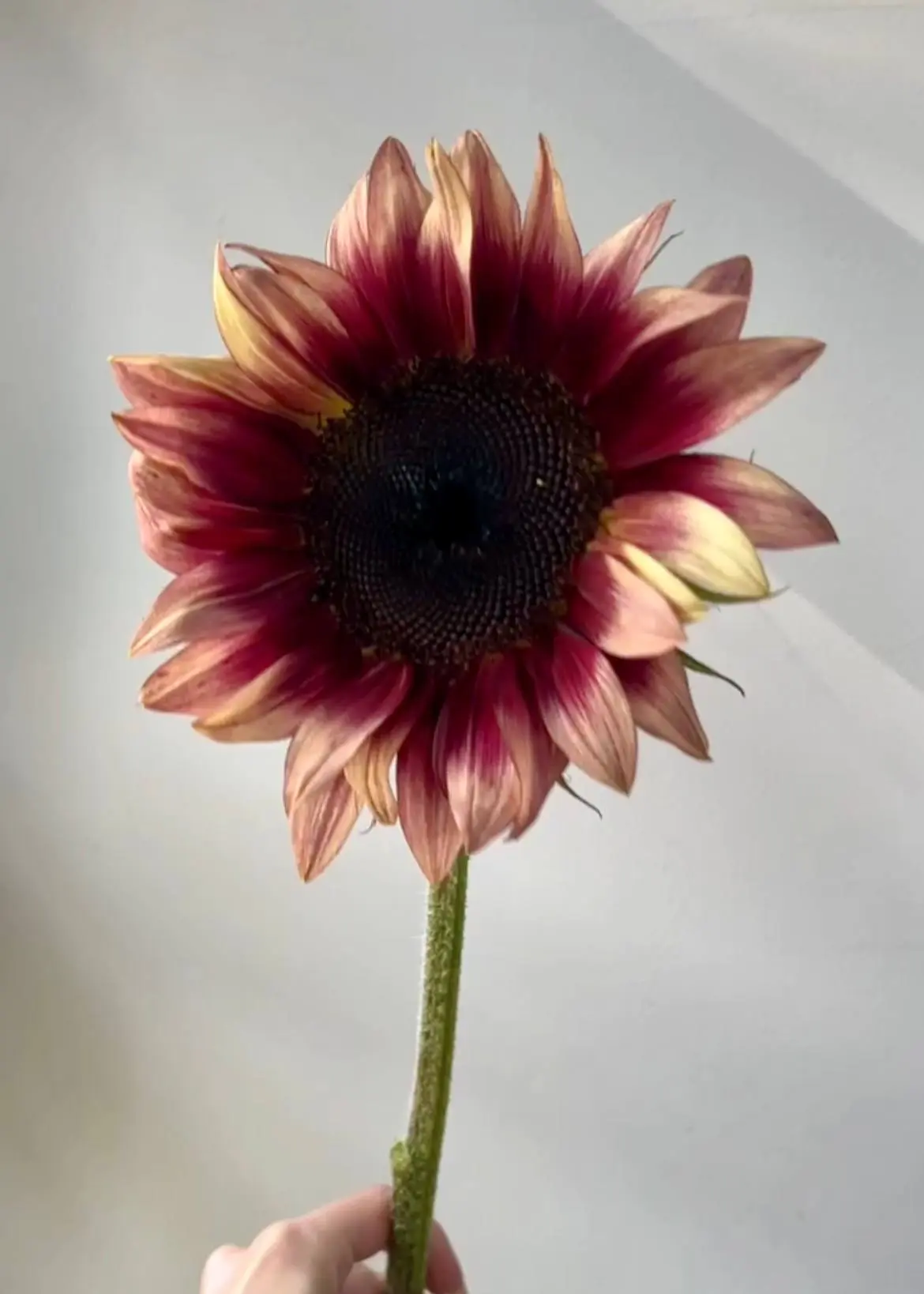 Солнечные красавчики в наличии 🌻

Такие красивые подсолнухи к нам пришли! Всего 690₽/шт.

Доставка 