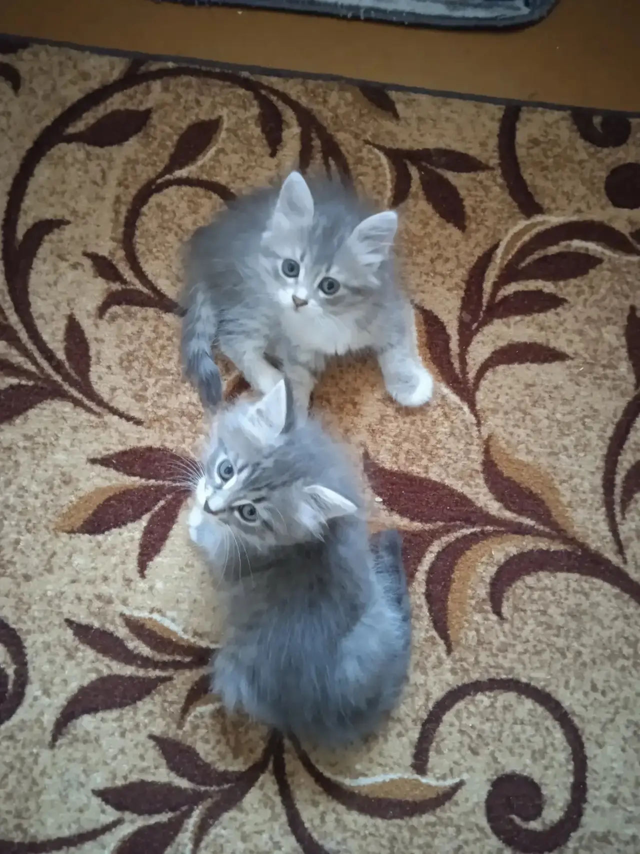 Отдам котят в очень добрые руки, мальчик и девочка, 2 месяца, кушают все, к лотку приучены, очень иг
