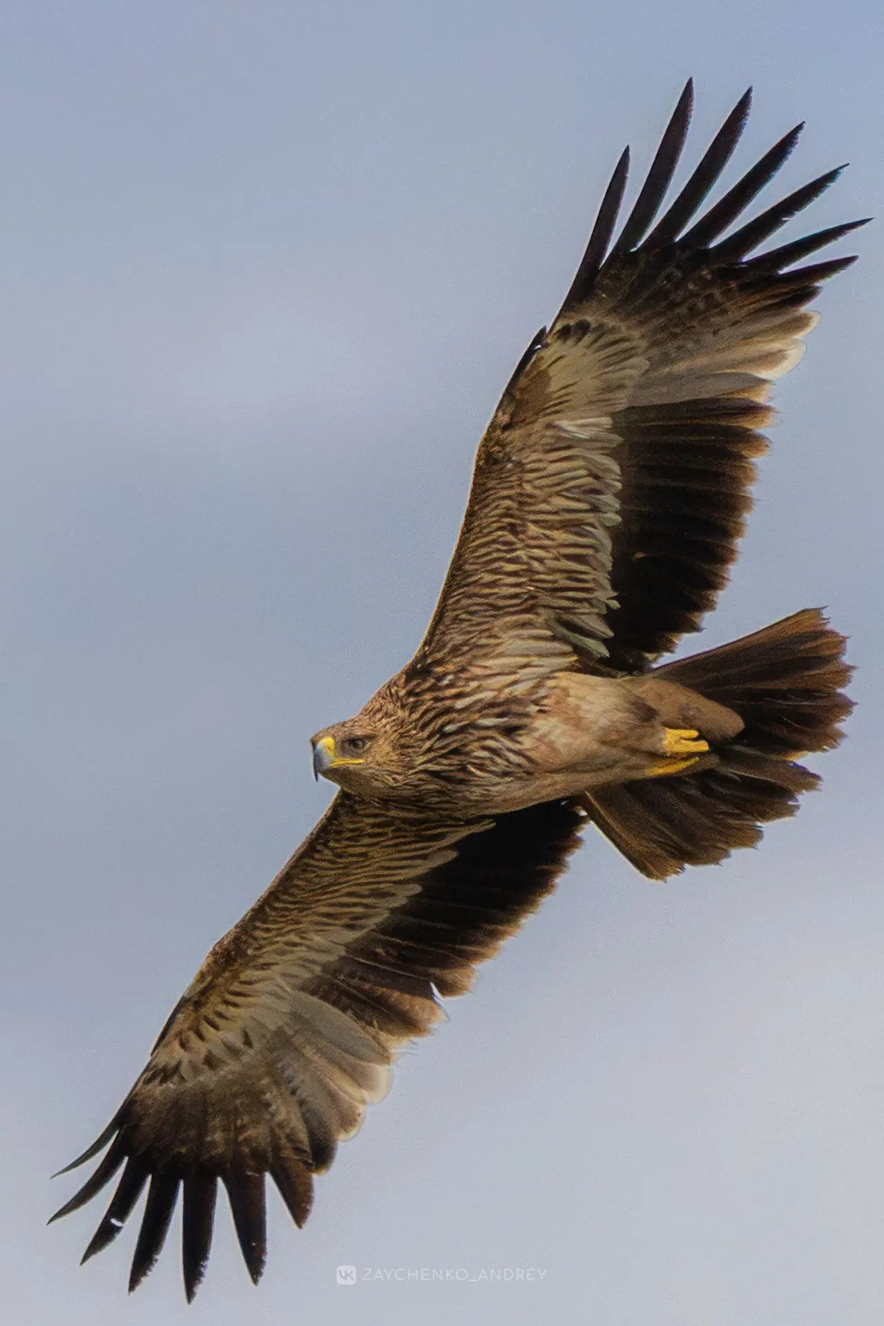 Солнечный орёл, он же орёл-могильник или императорский орёл (Aquila heliaca) - крупная ...