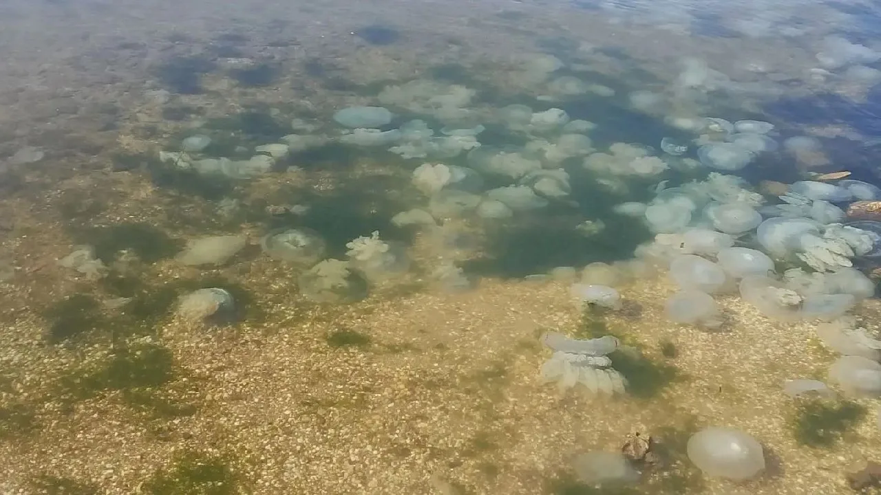 Из северной части Азовского моря исчезли медузы