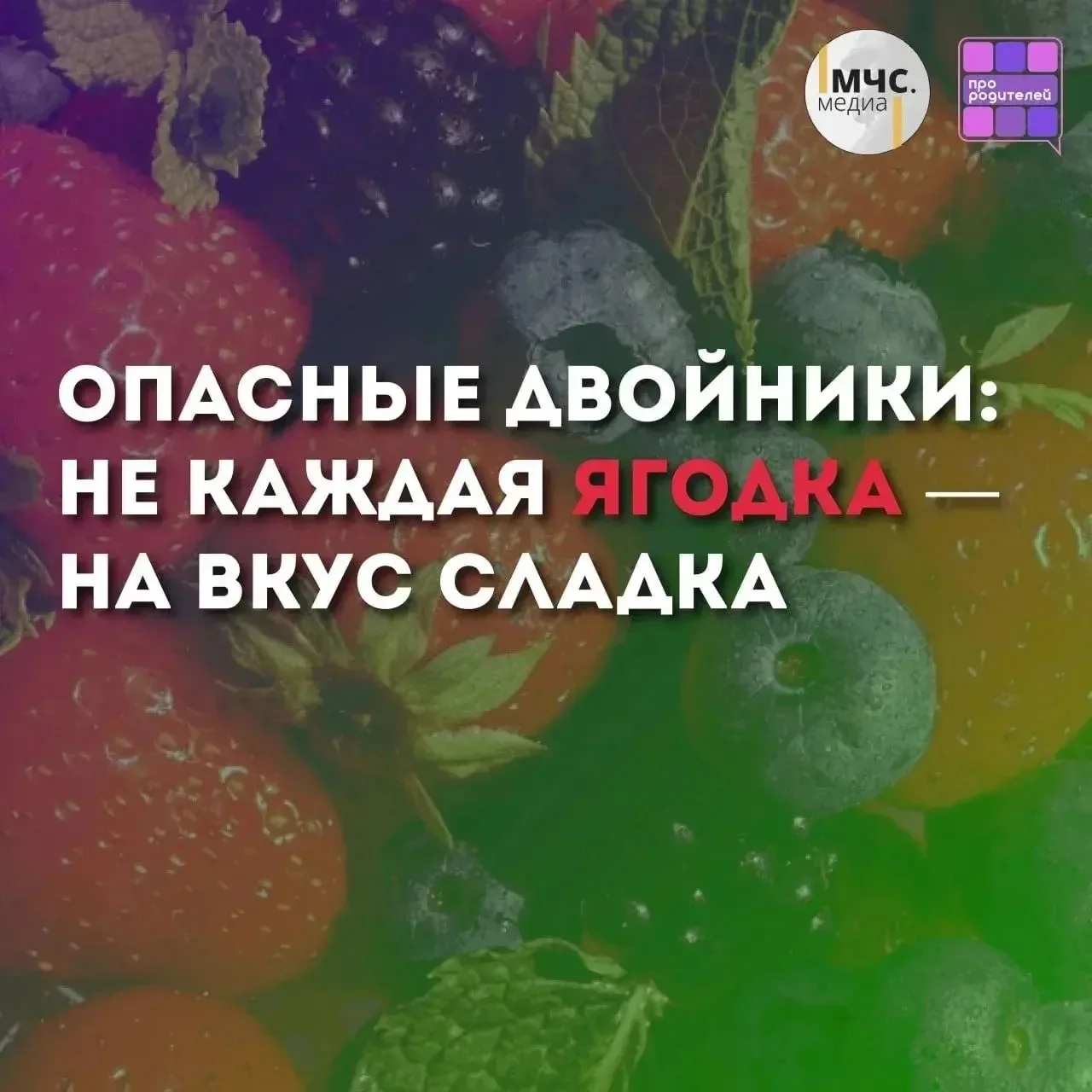🫐 Ягодка с подвохом: как яркие плоды могут ввести в заблуждение и навредить здоровью

Лето — время 