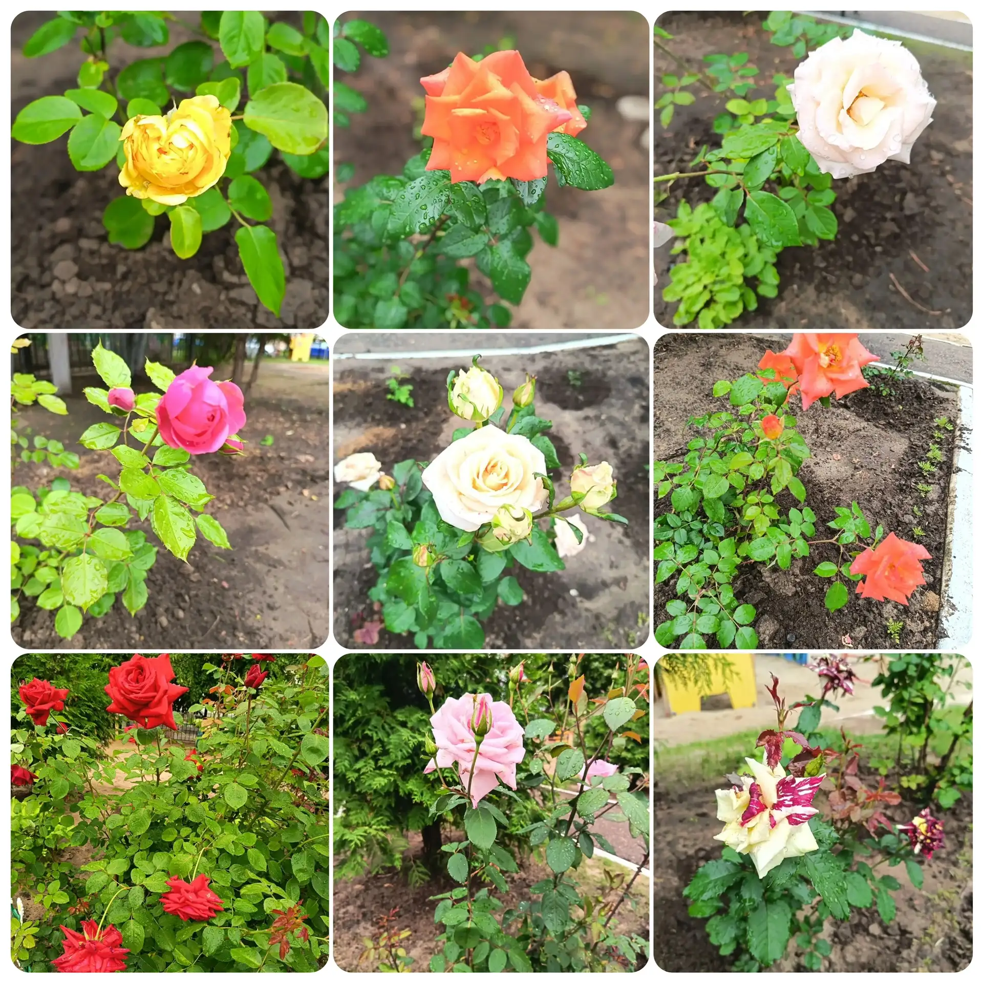 🌿 Начинаем неделю с красоты природы! 🌿

Сегодня на прогулке ребята любовались, как блестит роса на