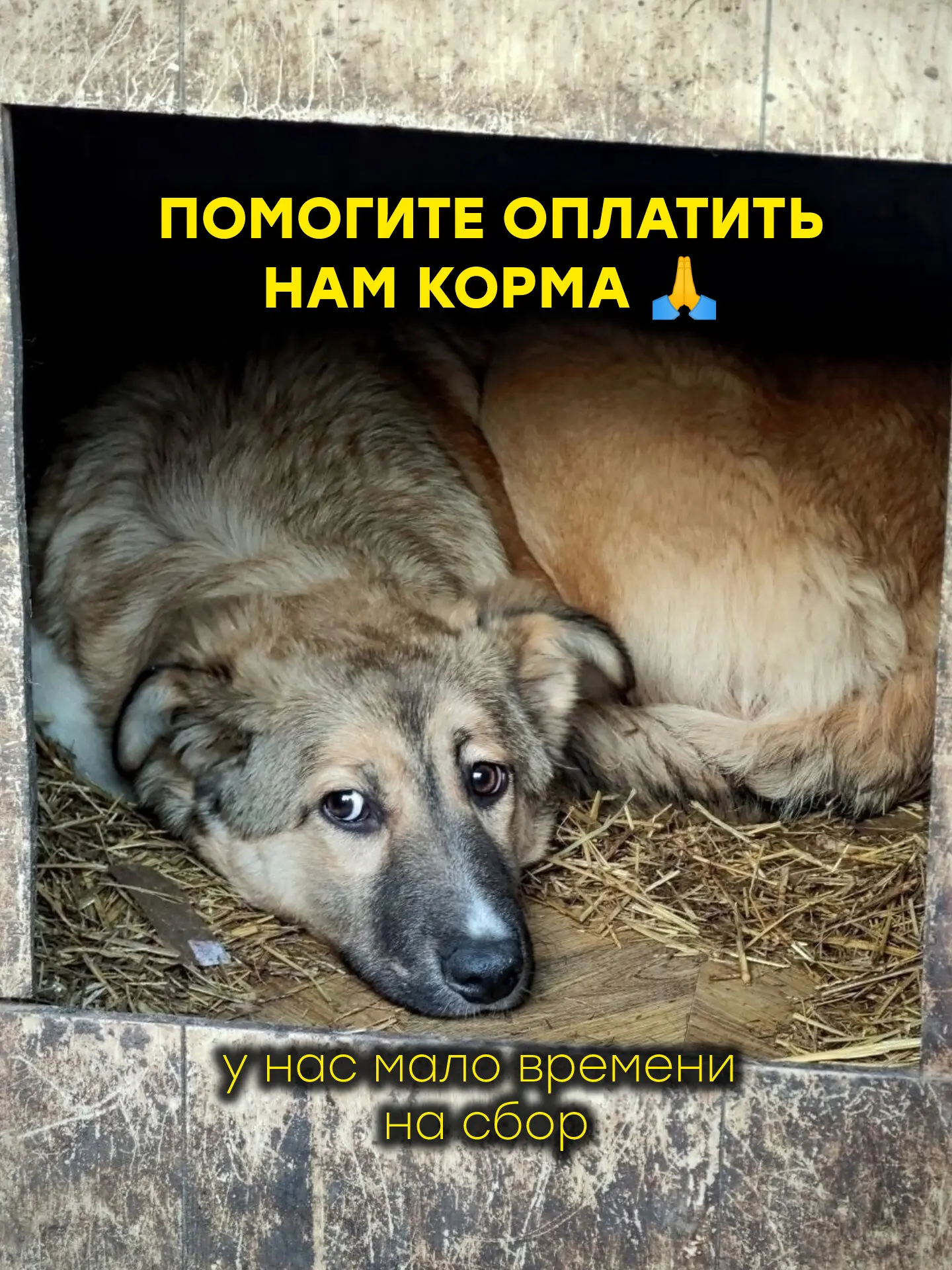 Нам срочно нужно собрать на корма собачкам😫Помогите пожалуйста!🙏

В этом месяце большая сумма к сб