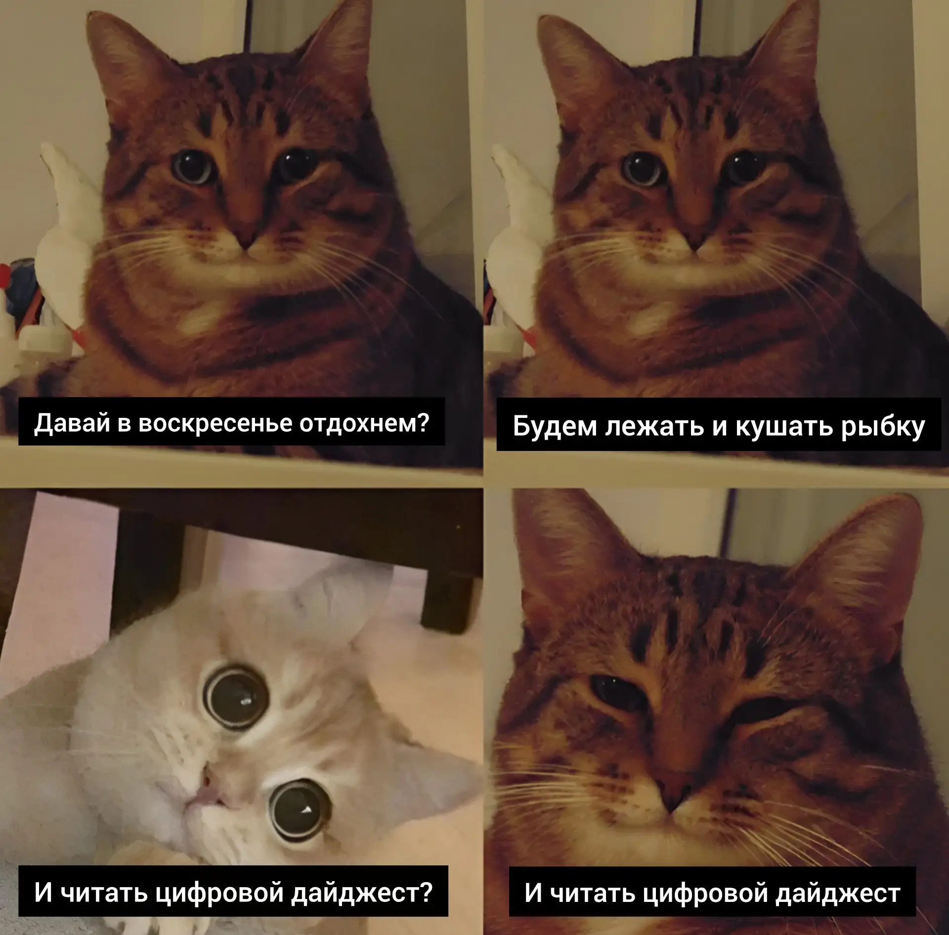 Ни одно воскресенье не должно проходить без цифрового дайджеста:
