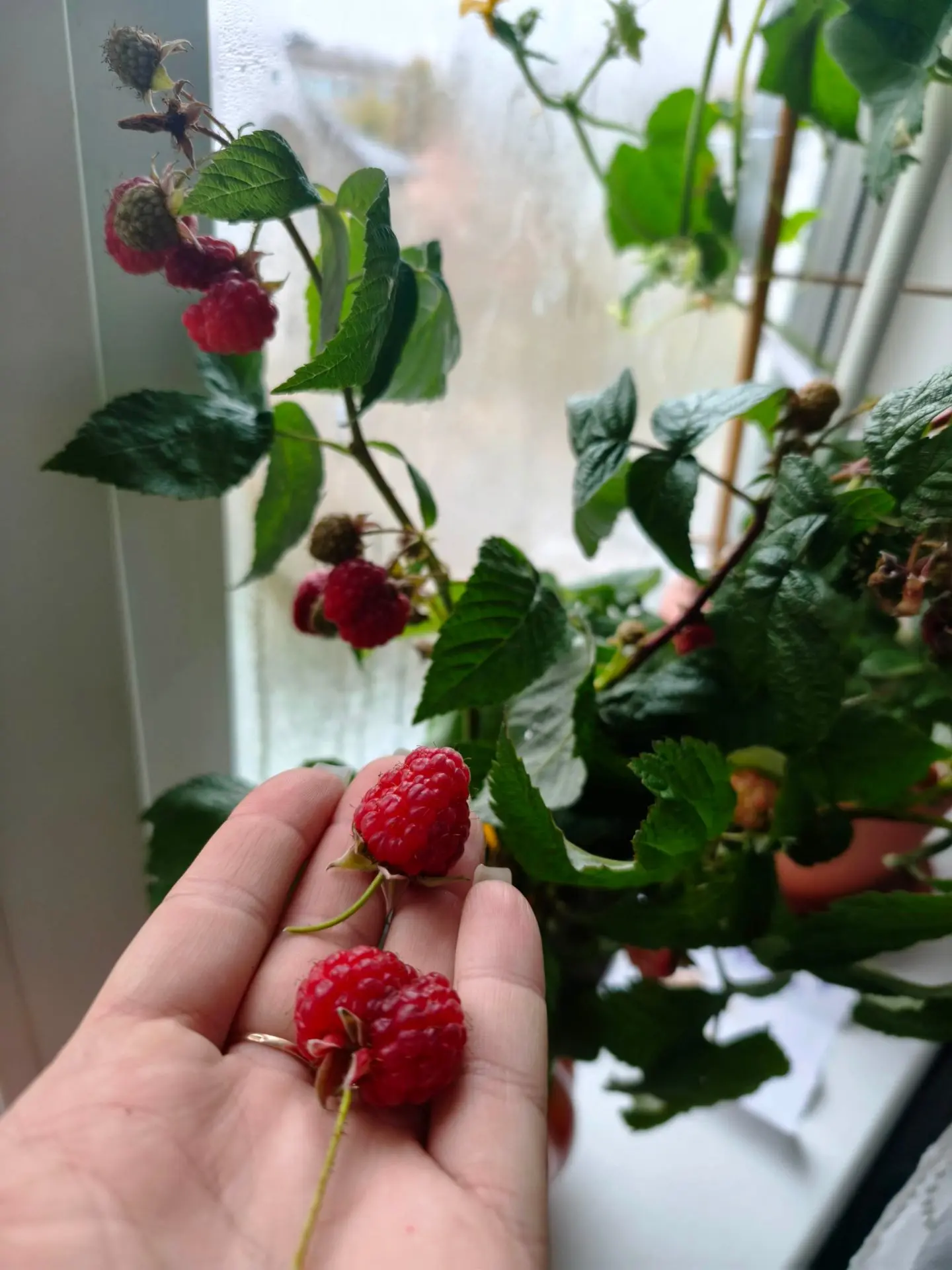 Малинка дозрела💞