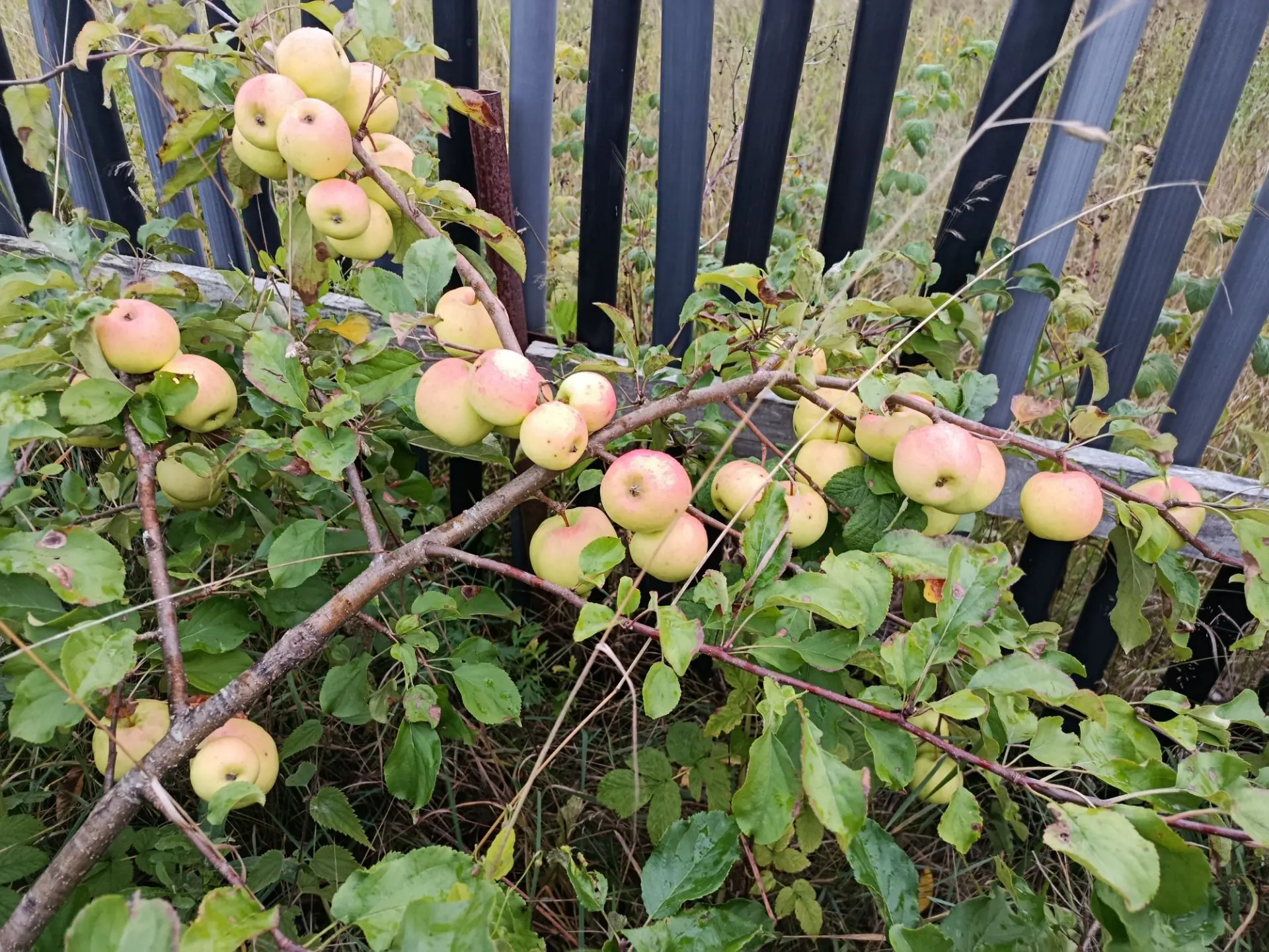 Когда осенняя обрезка помогает саду, а когда может навредить? 🍎✂