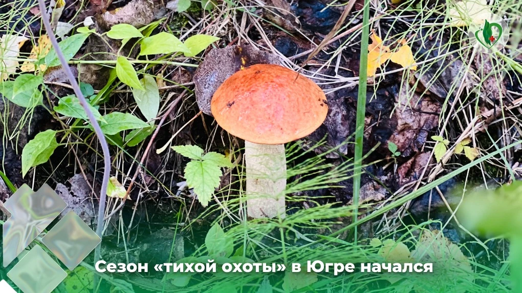 Отравления грибами относятся к биологическим отравлениям; как правило, они протекают тя...