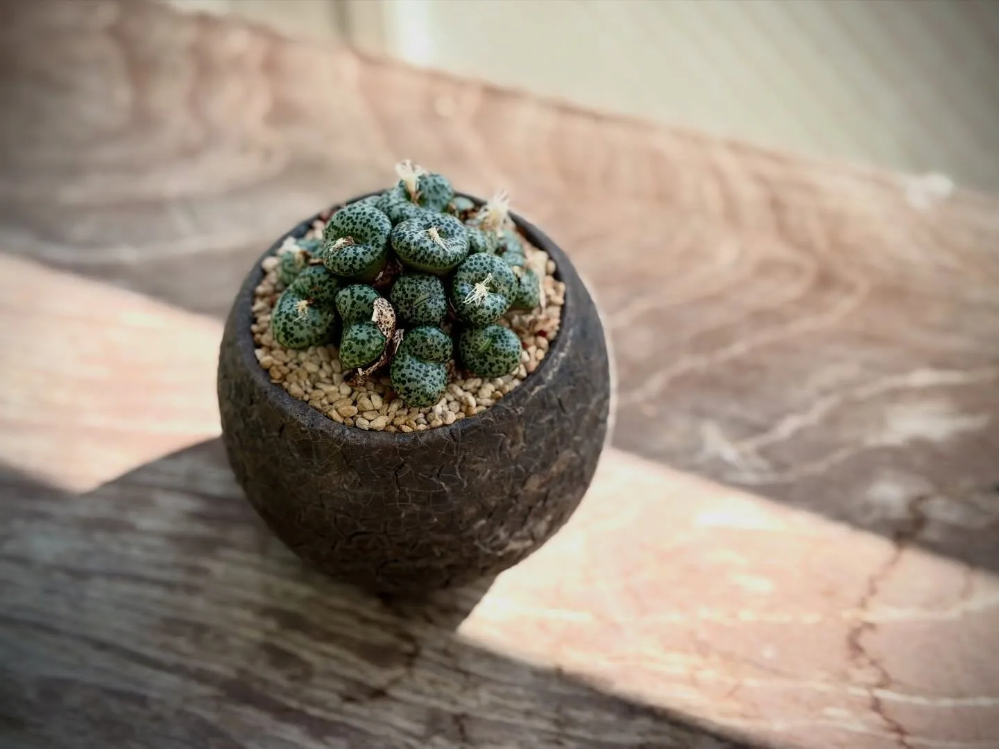 🌿 Конофитум (Conophytum obcordellum subsp. obcordellum) ❤️