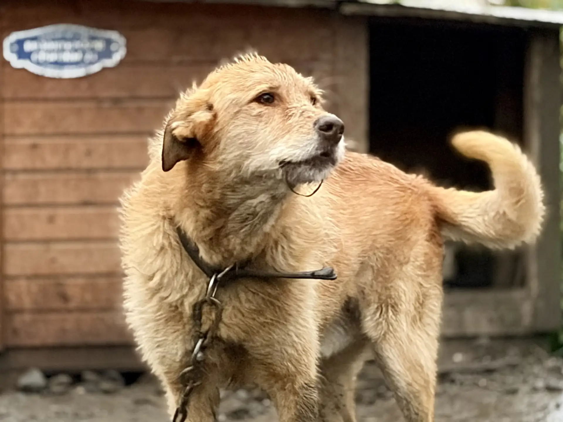 После рабочего дня сегодня приехали к нашим четвероногим друзьям в приют «Спас». Переда...